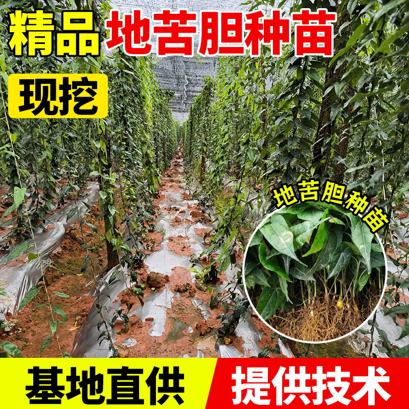 优质金果榄种苗中草药地苦胆种苗基地直供产地批发提供技术支持