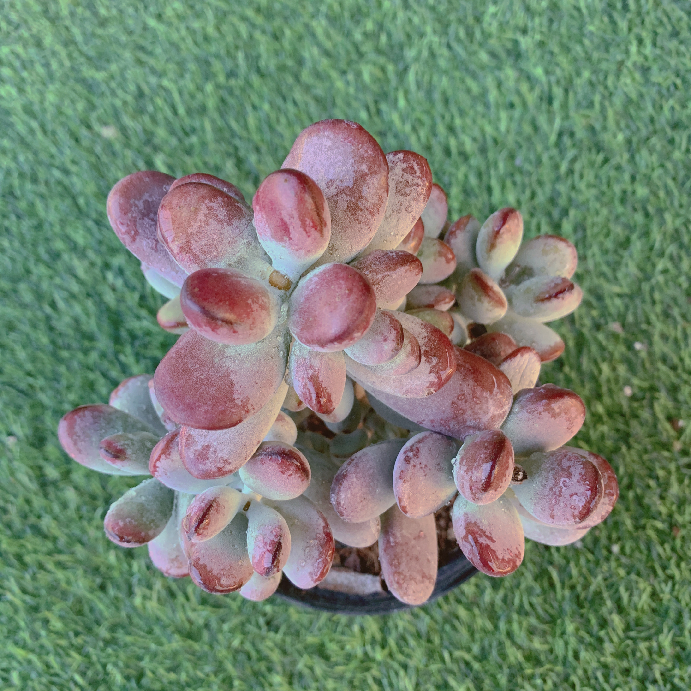 乒乓福娘群10-12CM【花界草堂】 精品多肉 阳台盆栽 一单包邮