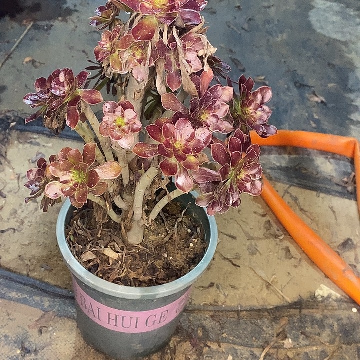 黑法1多肉植物法师法师法师