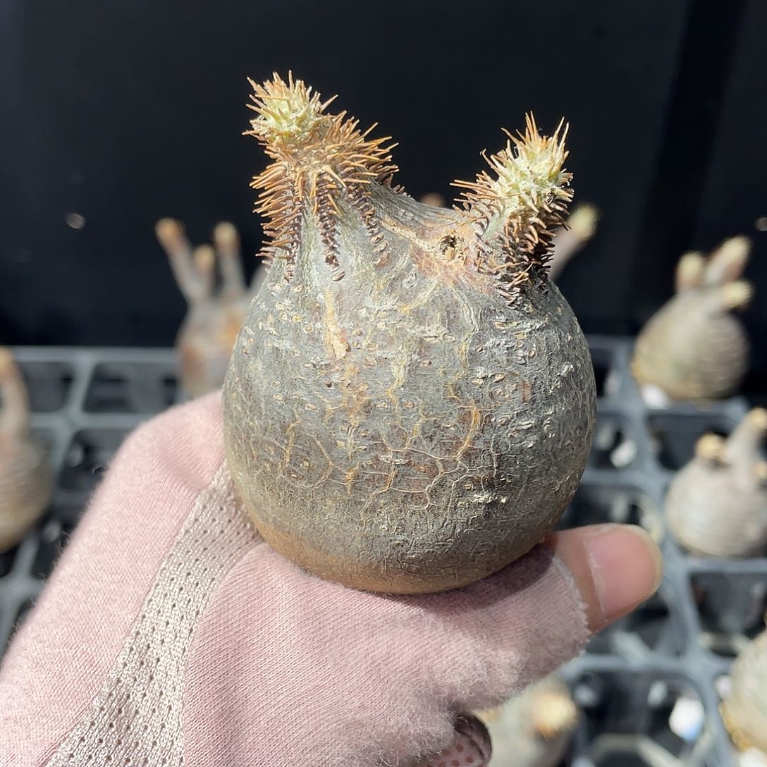 象牙宫老家熟桩可寄养可发货