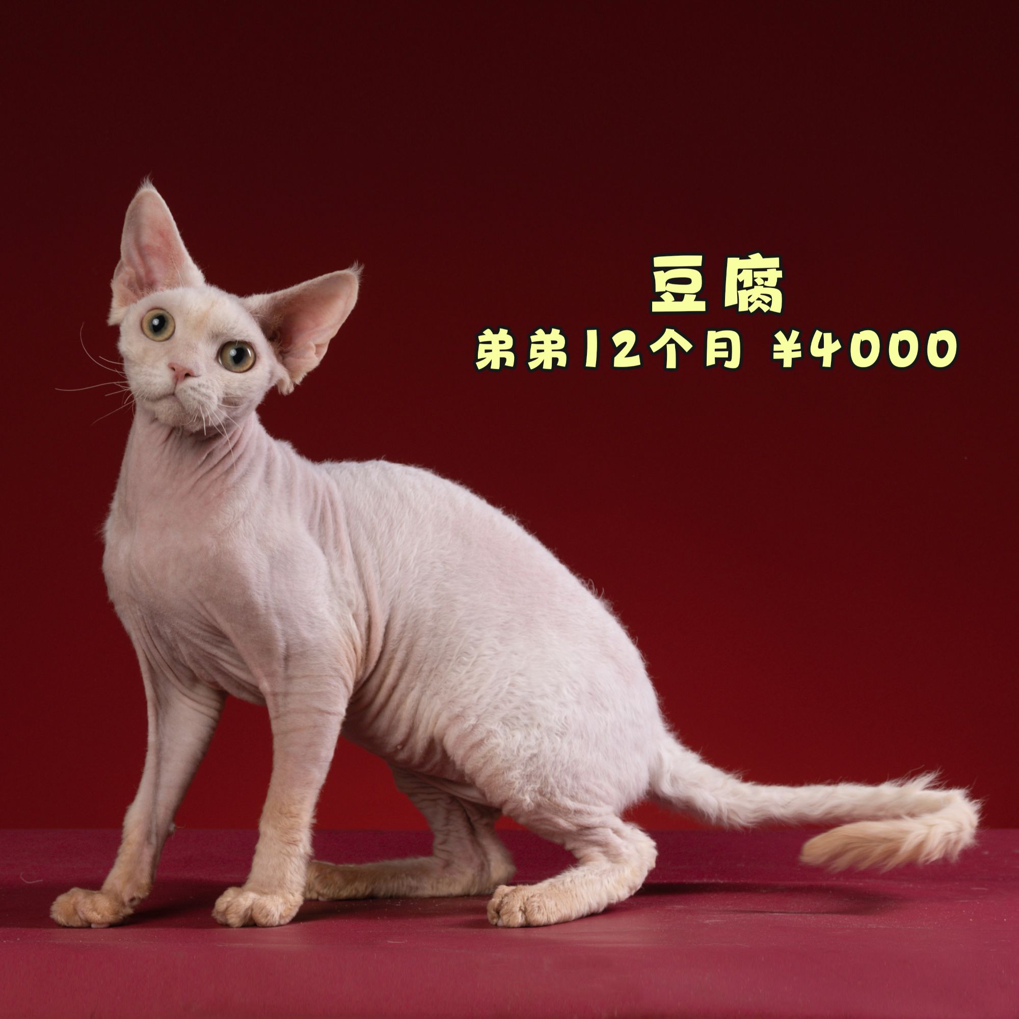 【脖子家德文】 纯白特价款 活体猫 猫