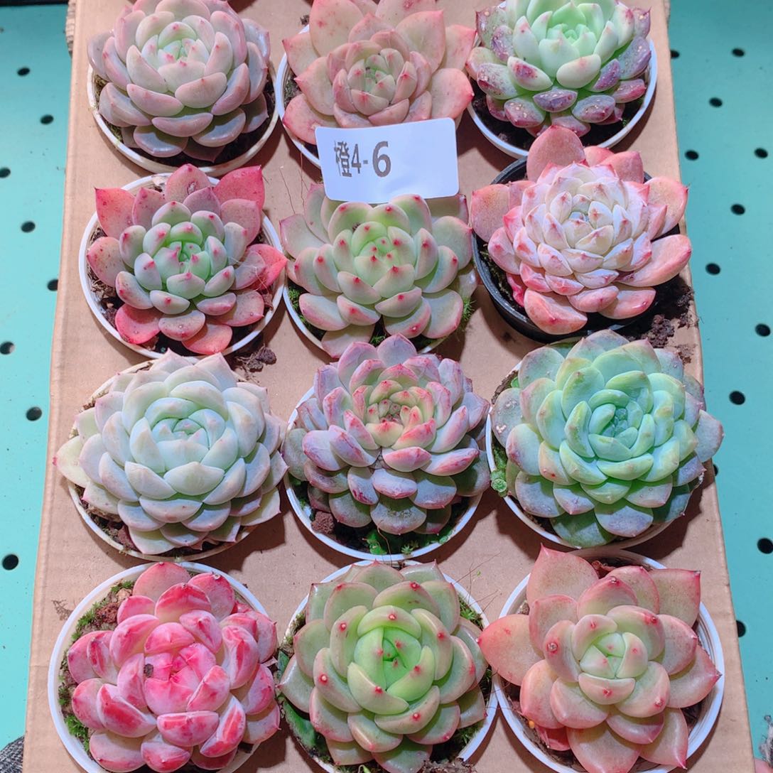 4-6一物一拍多肉带盆18颗