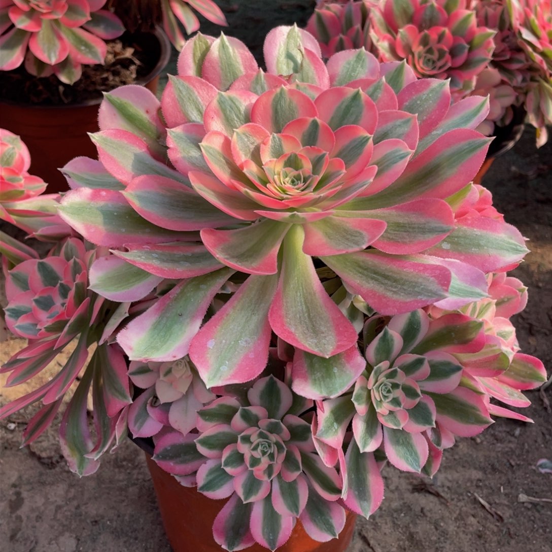 258粉女巫精品法师多肉