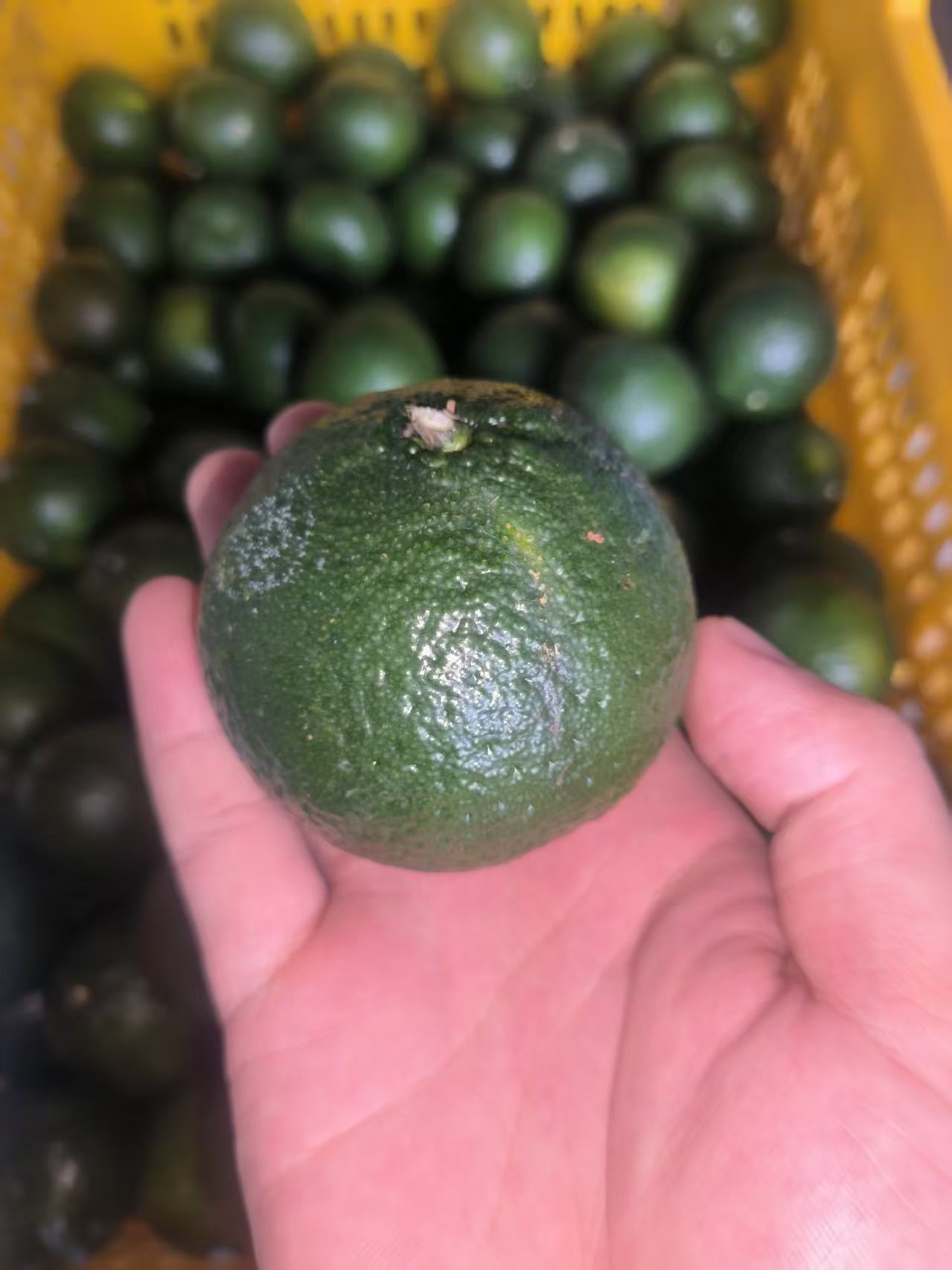 2025年司前镇自家大青鲜果，偏远地区快递远慎拍