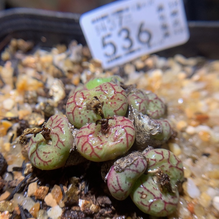 精品人石花37.536