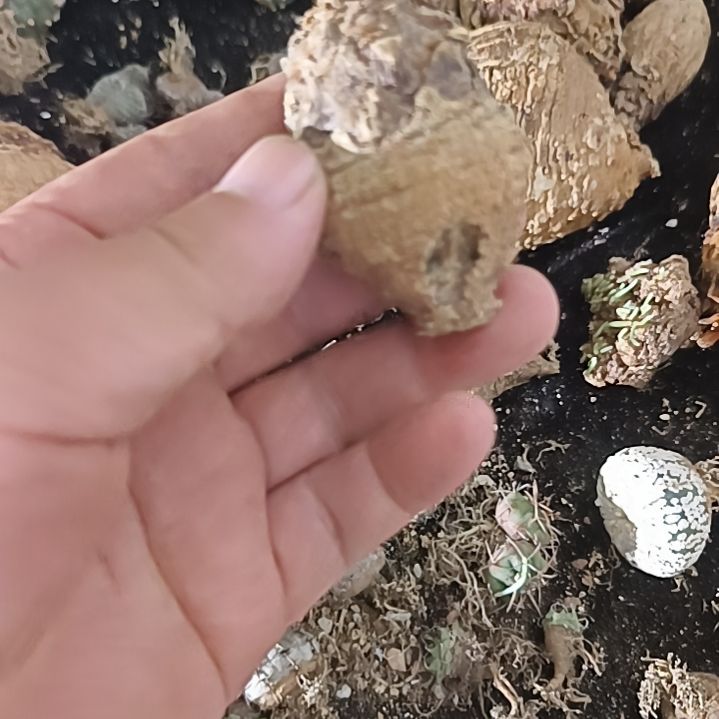 泰系银叶铁树实生仙人球