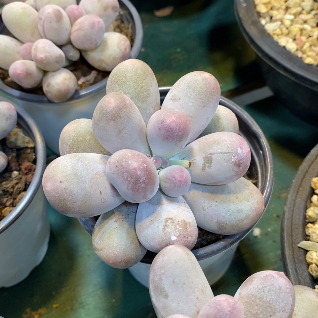 多肉米可奶，134567单头，134