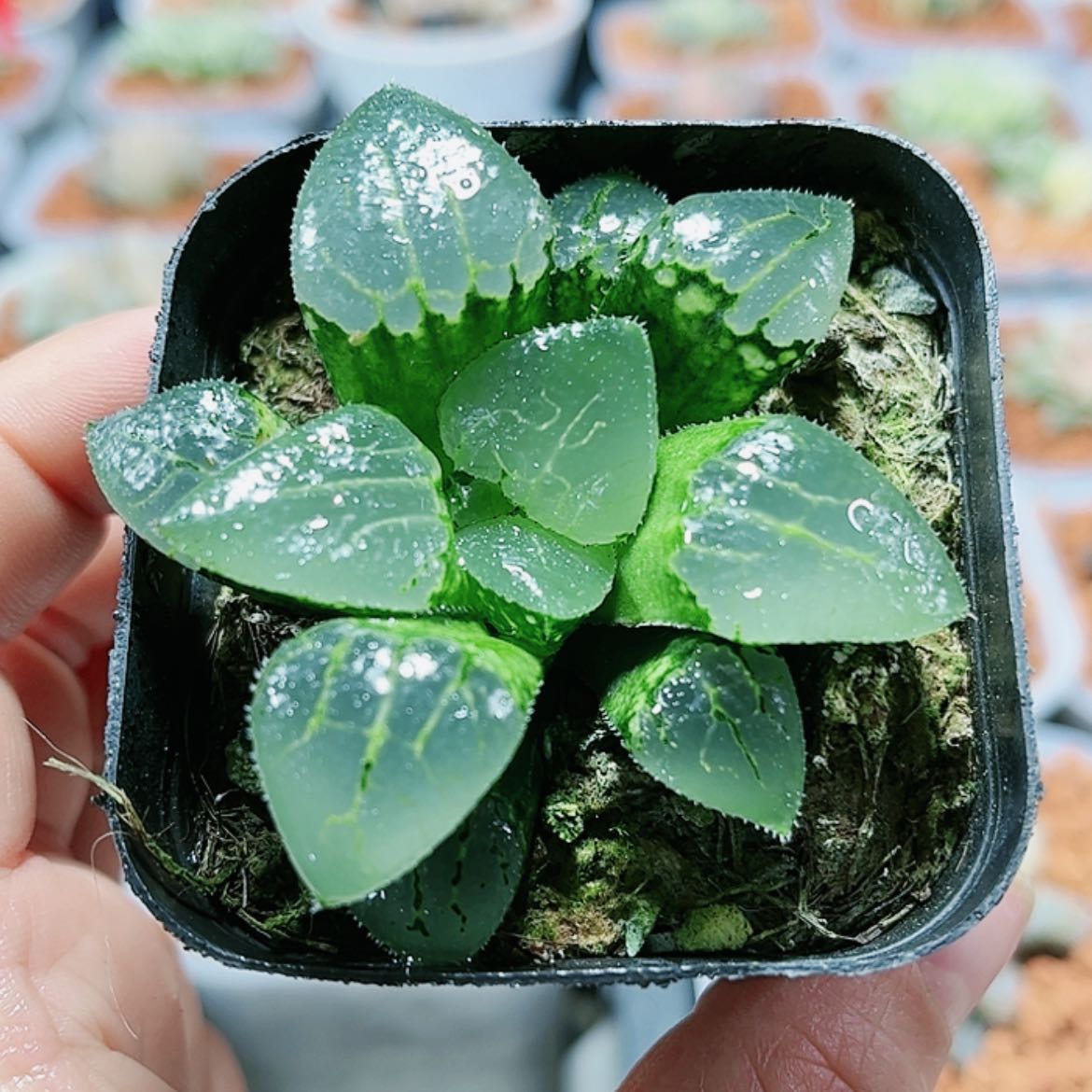 【闪购商品】沁影1