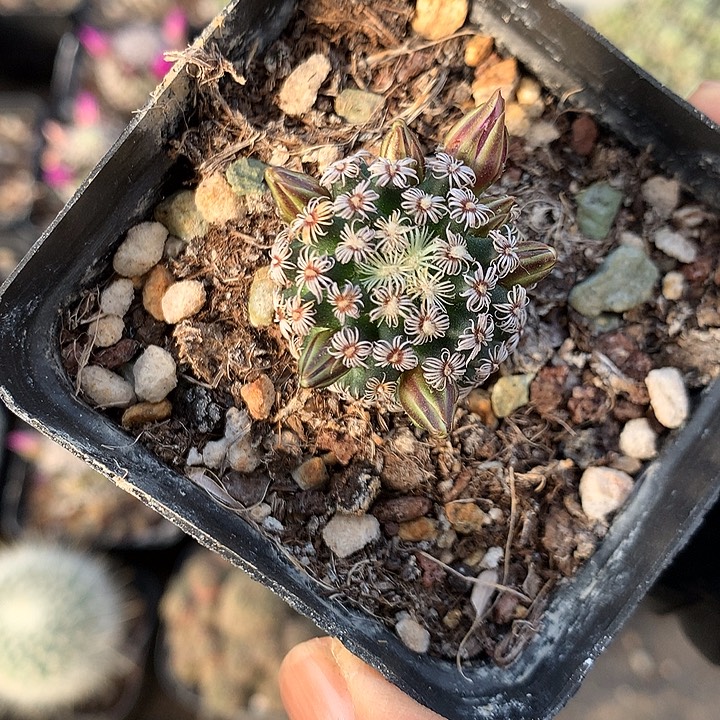 25 实生克氏丸2.6厘米