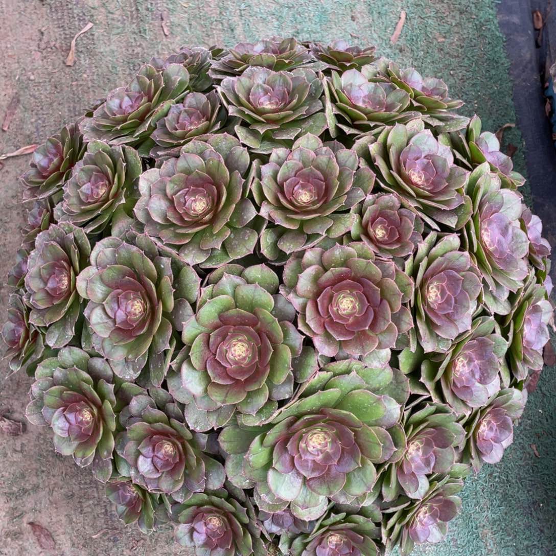 850红心沙拉碗朵朵精品法师多肉