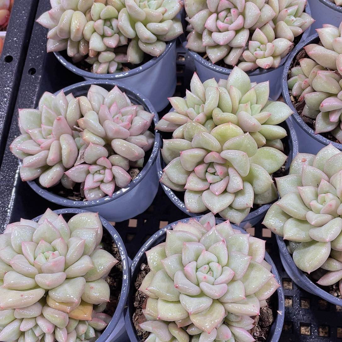 量拍41号 黄金象牙群生一颗