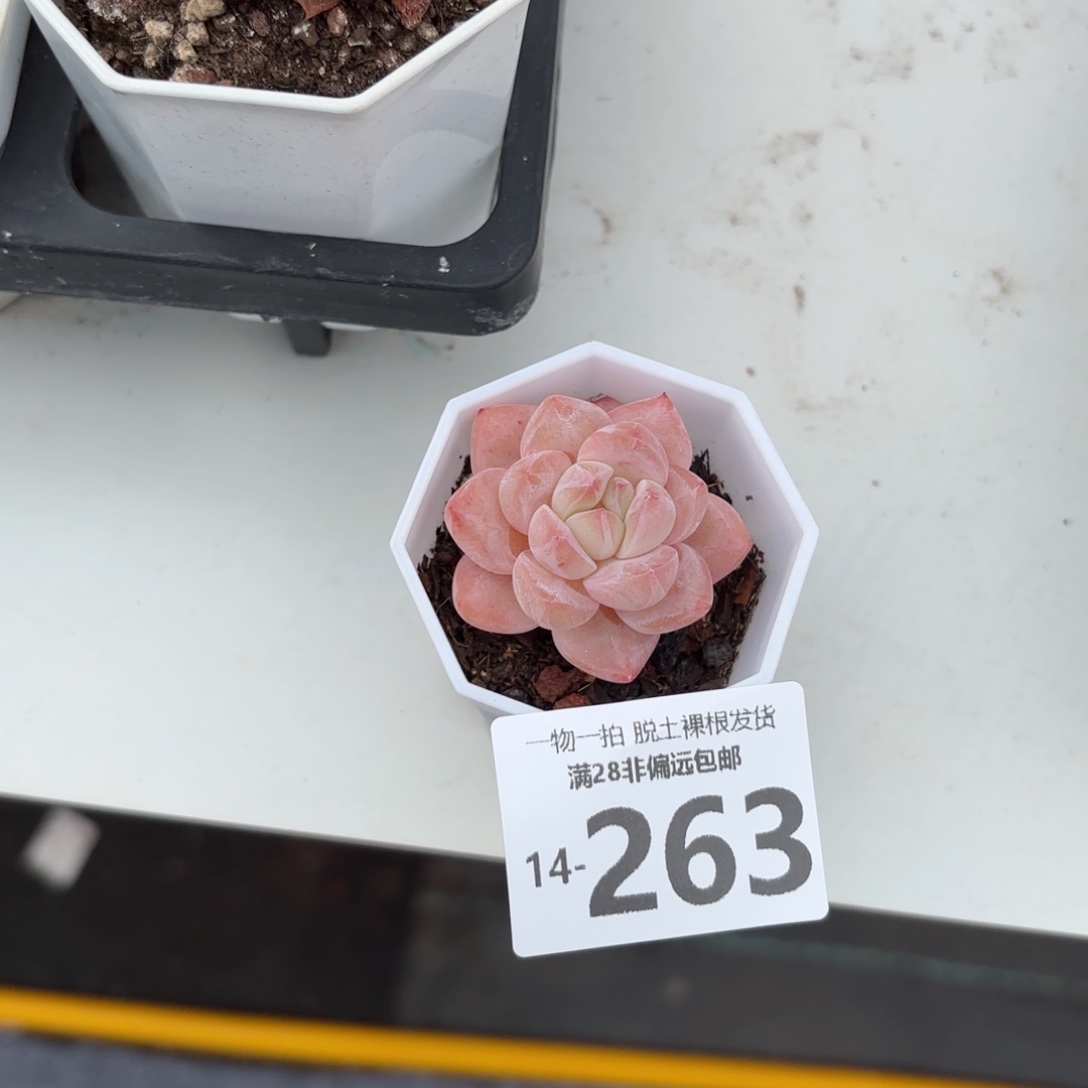 和田玉多肉多肉多肉