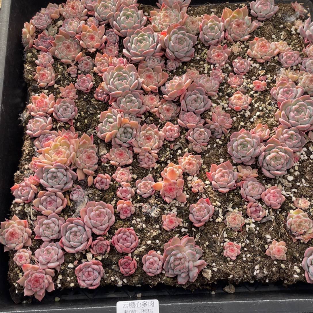 云糖心多肉植物514