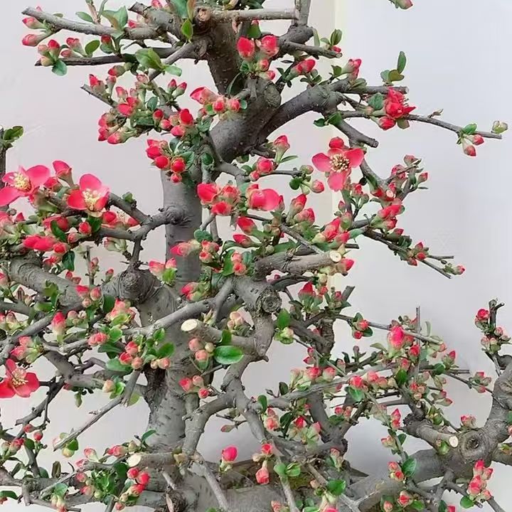 原桩十年老桩木瓜西府盆栽海棠花四季花卉一物一拍