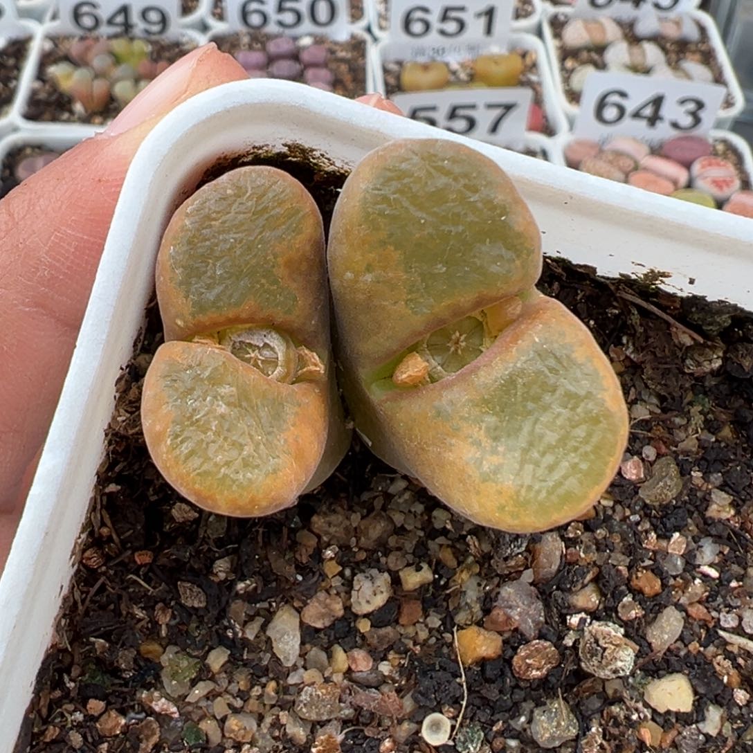 1.12好看的多肉688