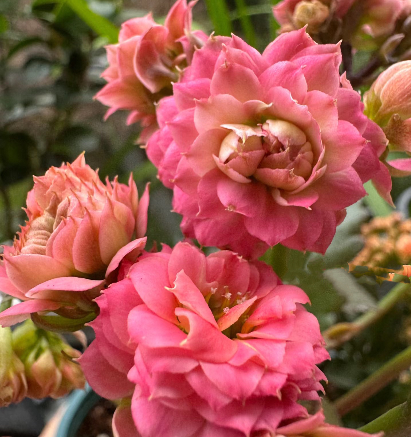 【巨星】120盆长寿 稀有粉色品种 基地直发