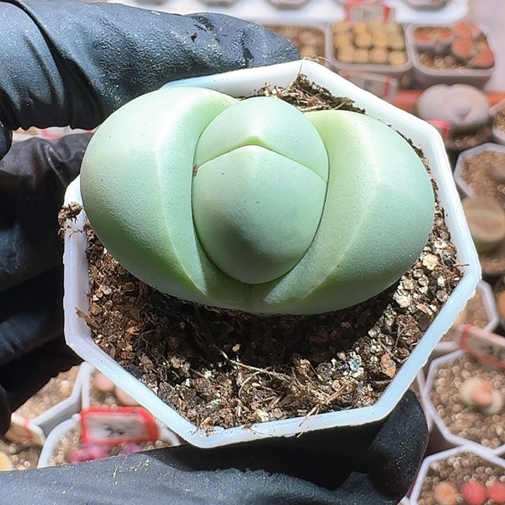 生石花1111111。     358