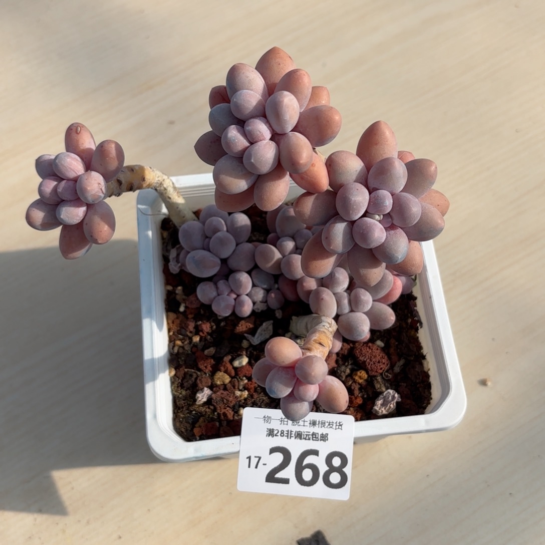 汤圆老桩多肉多肉多肉