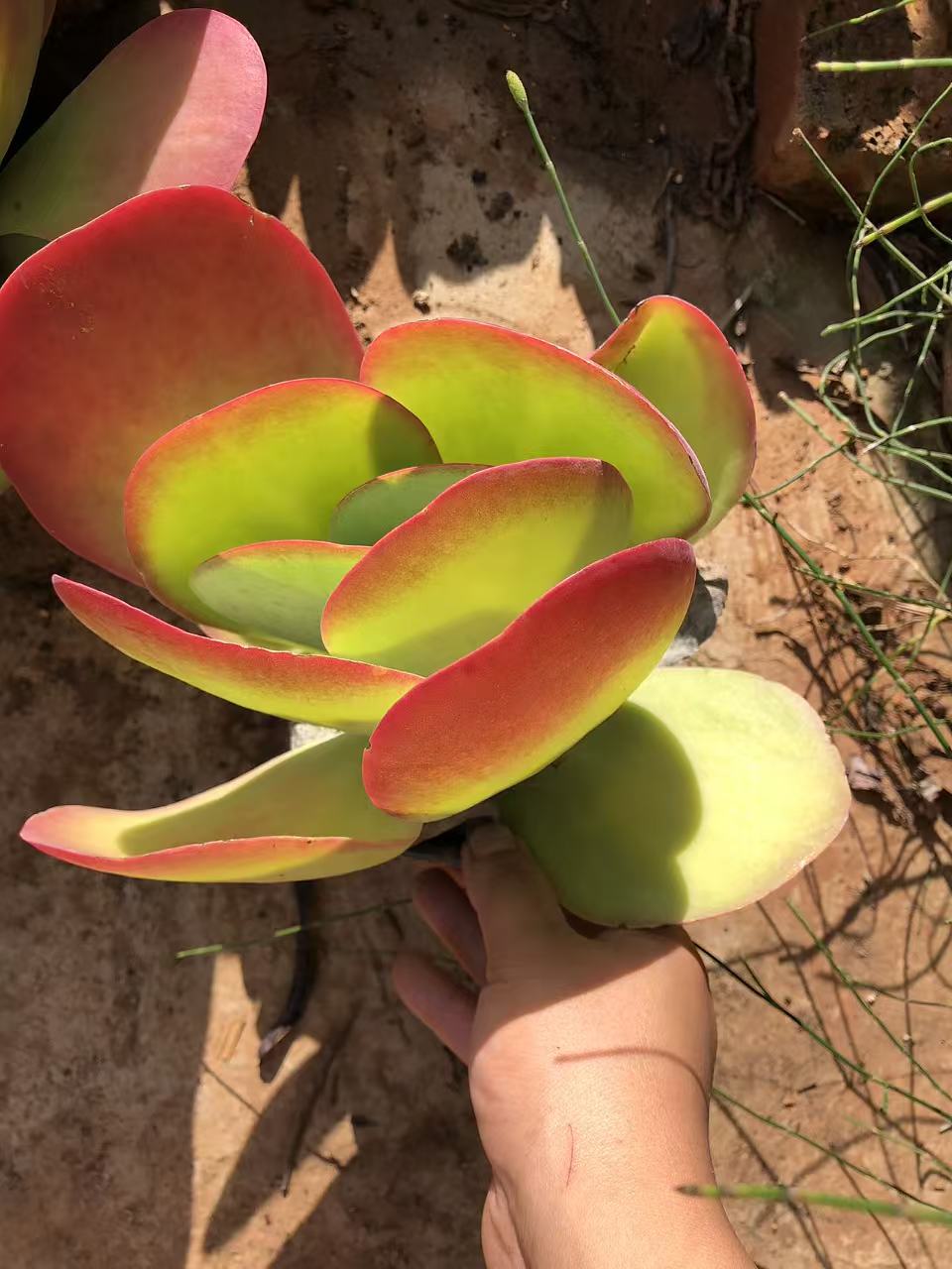 12月22日101-200云南大全多肉一物一拍直播满18包邮