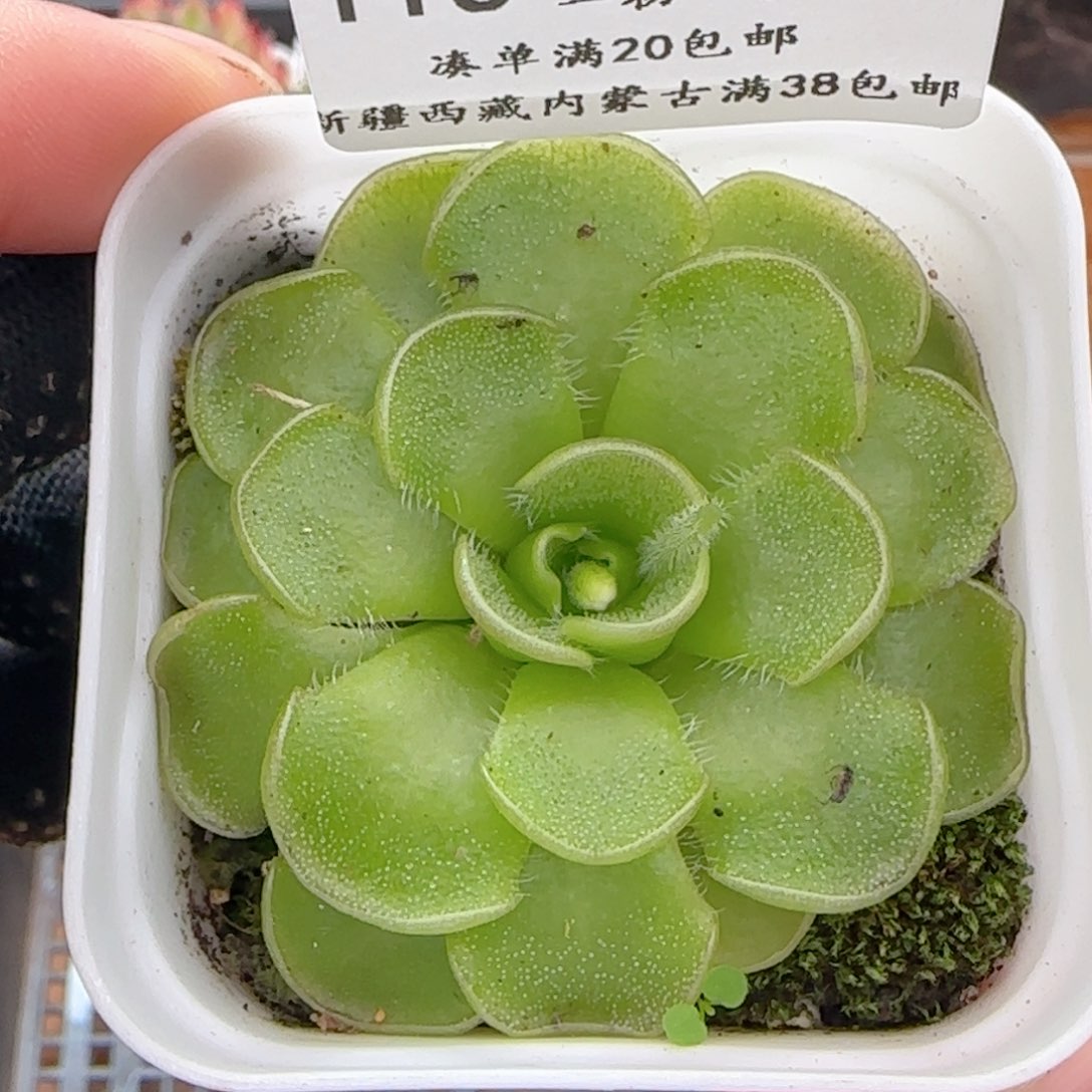 0610-116近藤捕虫堇