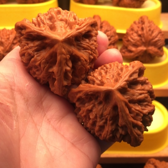 溜***毛核桃核桃核桃核桃核桃