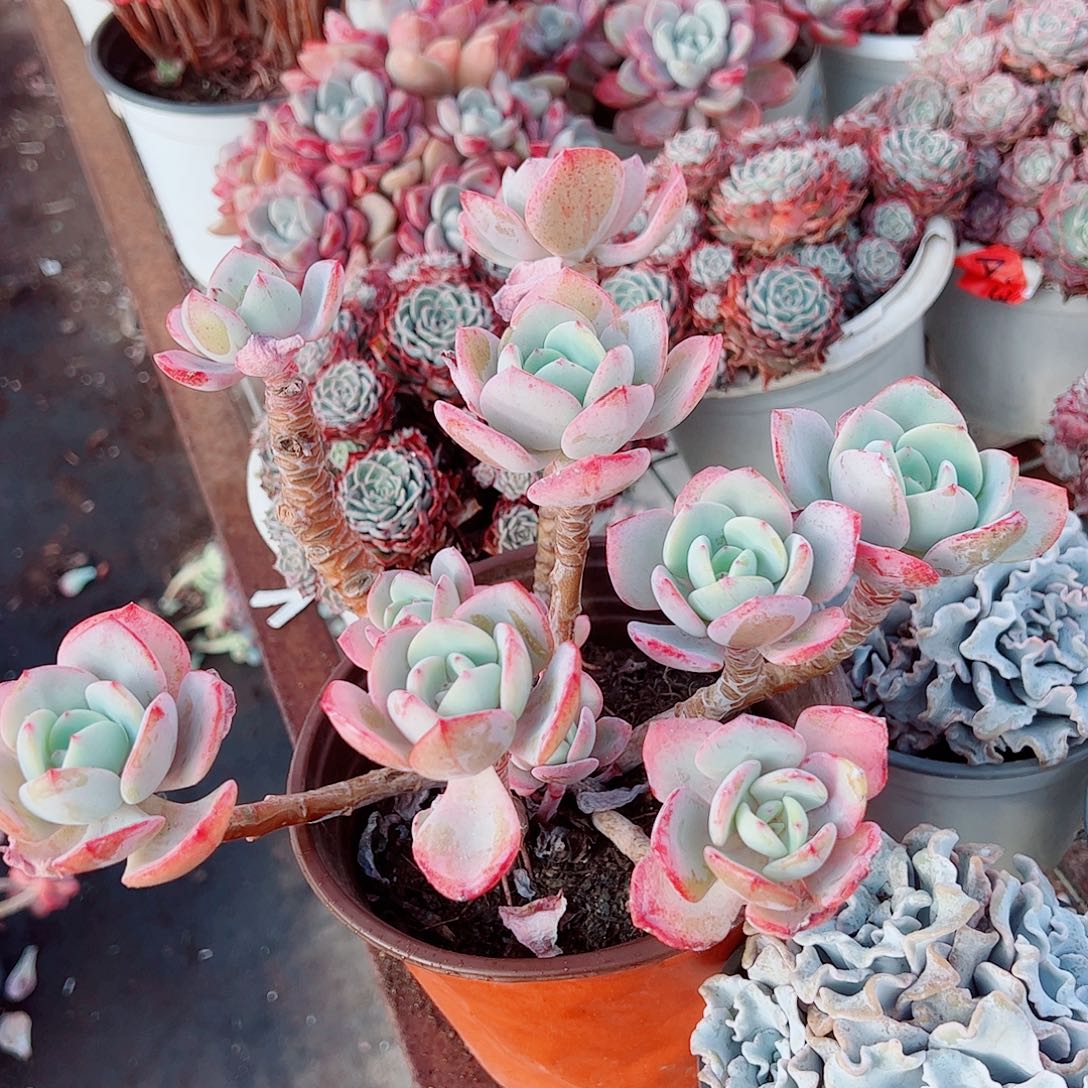 白月光多头群生老桩特价