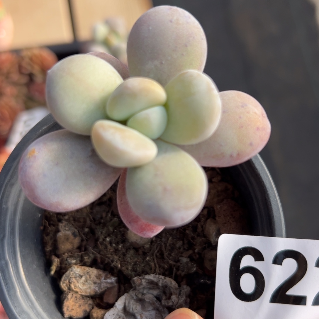 小***花622 满38包邮一物一拍