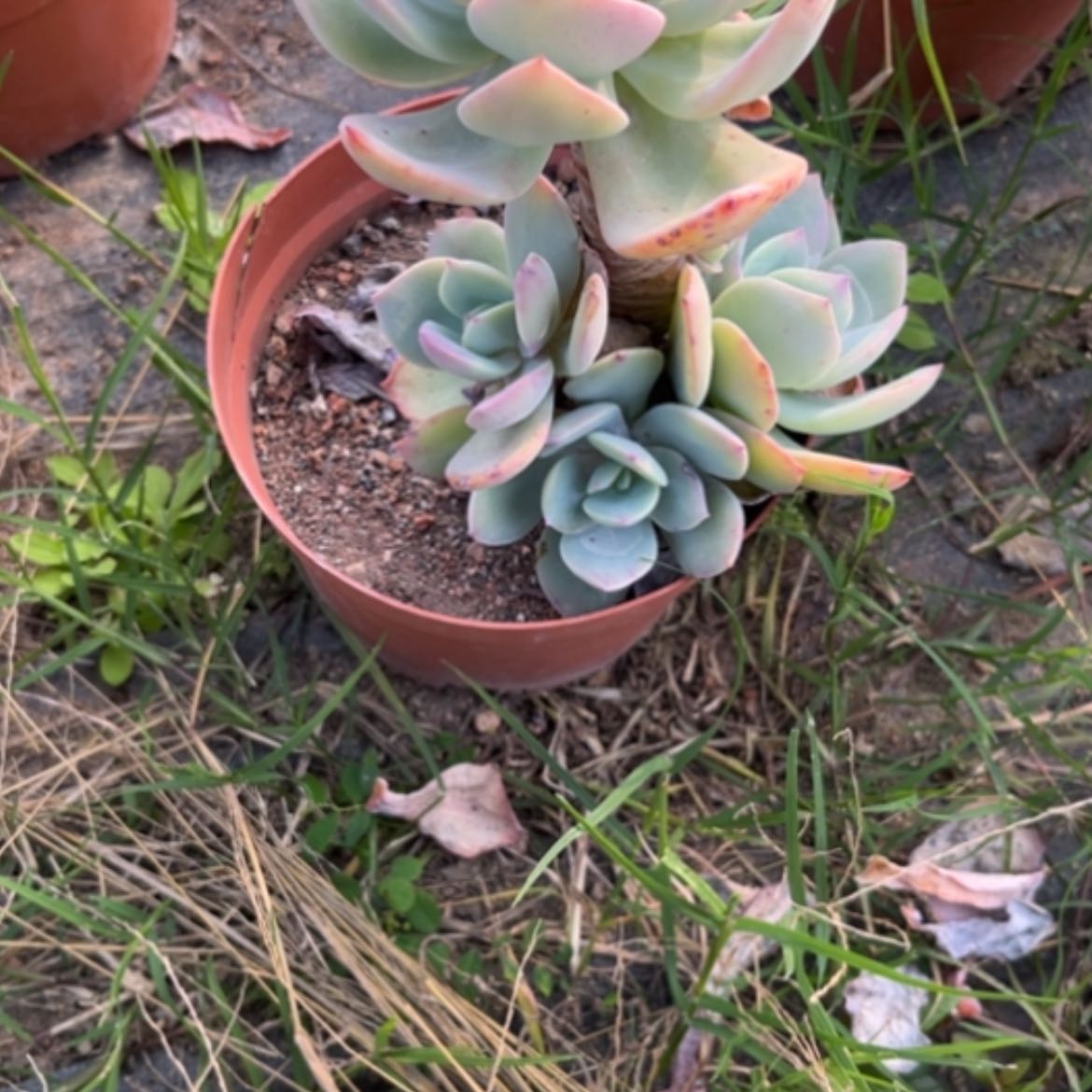 【闪购商品】梅**?白凤