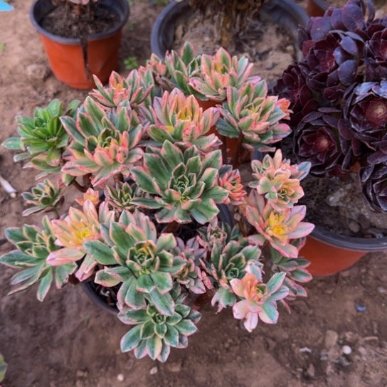 甜茶法师9.9多肉植物