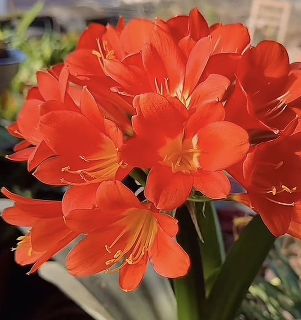 【年底开花】君子兰【10-14叶】名贵花卉高档绿植四季常青好养易活