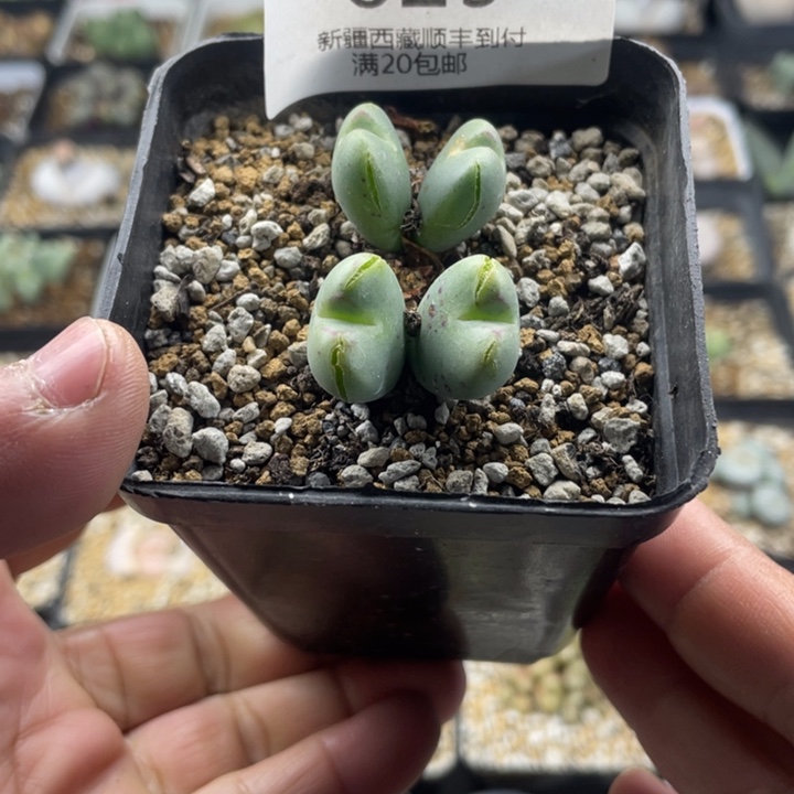 佳人园艺 上福利啦将629