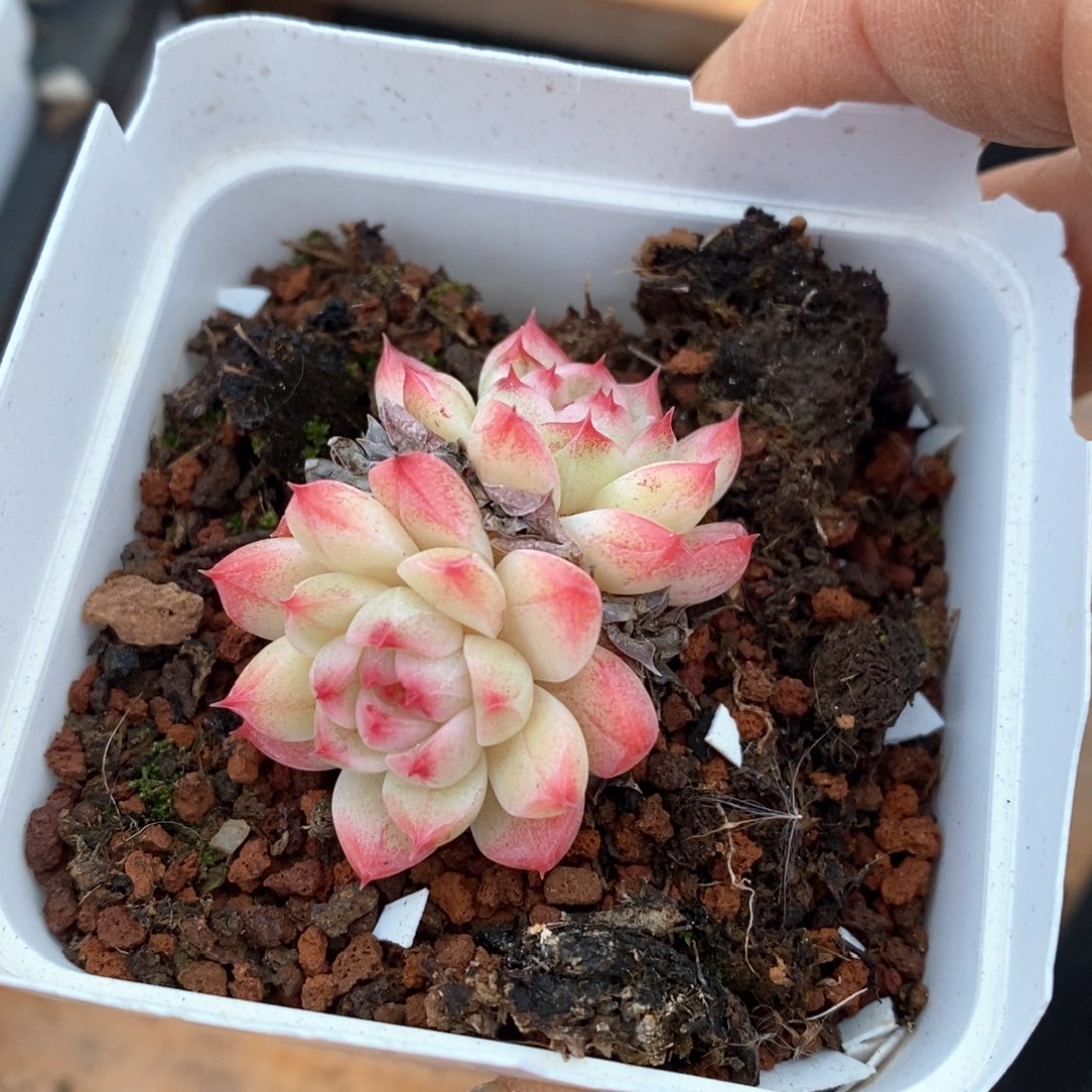 精品多肉一物一拍不包整761