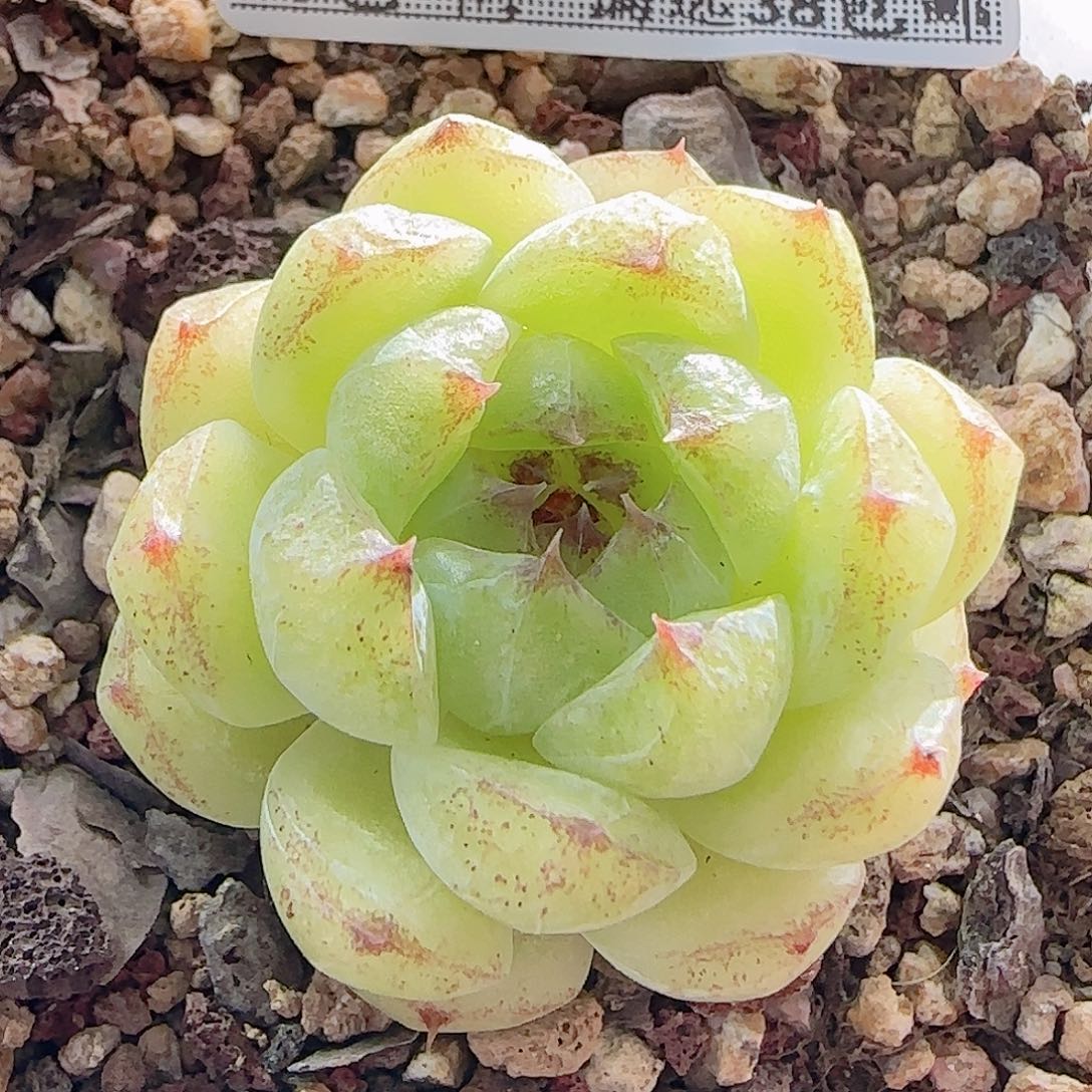 多肉0921--111黑水晶
