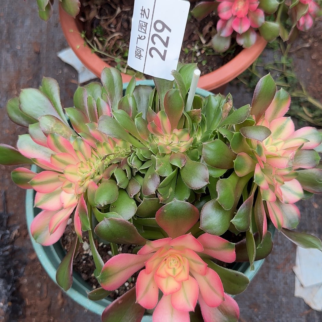 229多肉  香妃高锦缀