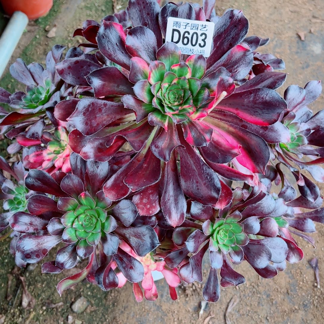 603花蝴蝶雨子多肉腰桩特价