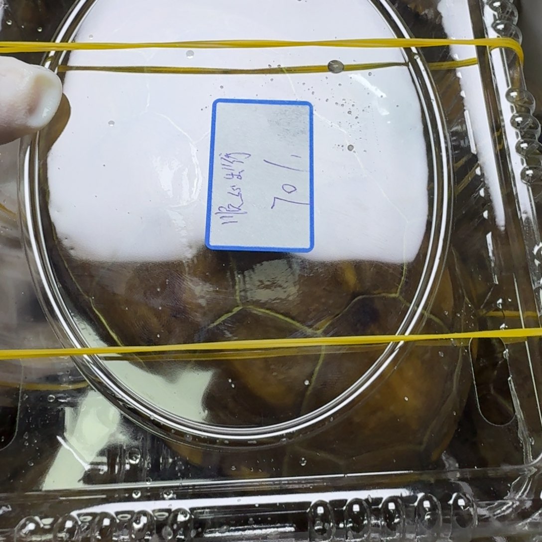 绿毛龟母2只大母龟