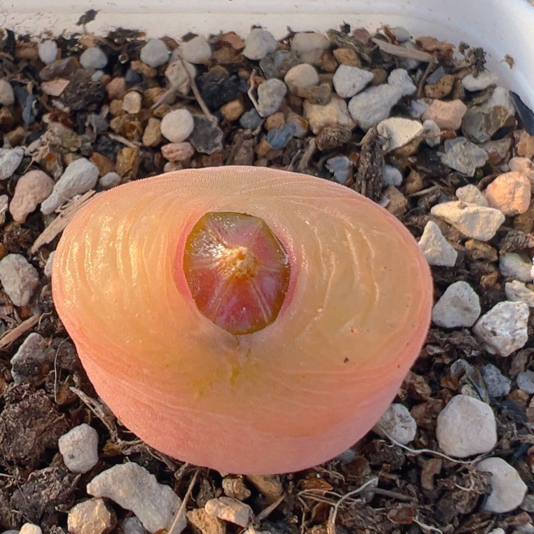 2719多肉植物百科知识