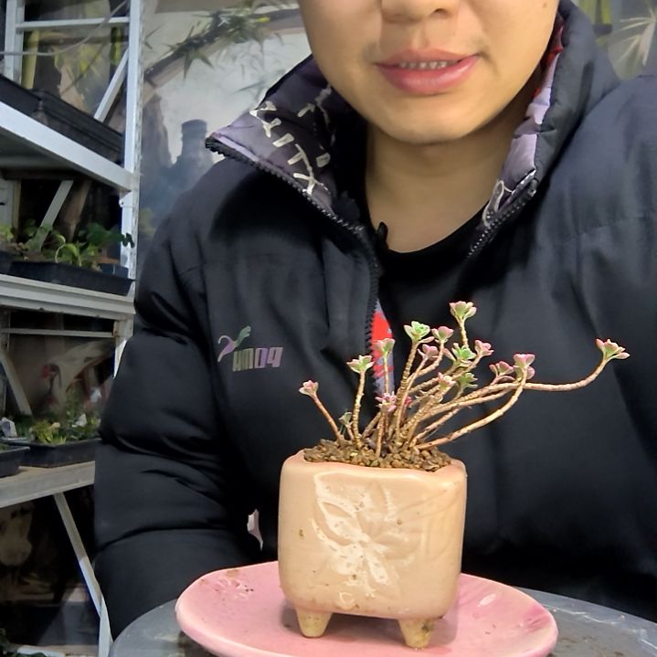 R***鸣中青园艺一物一拍花162