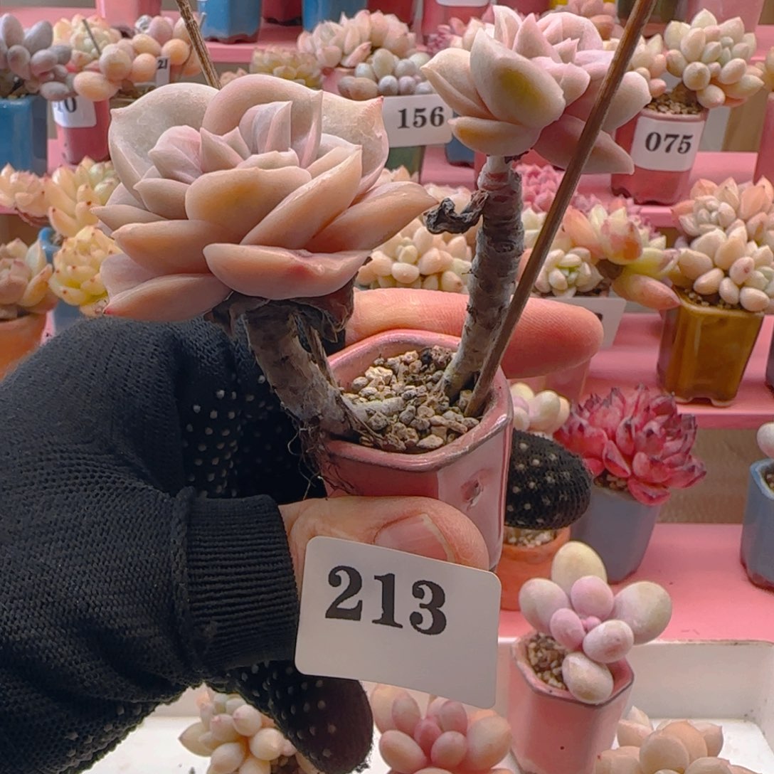 可爱玫瑰213 ，带盆土发货，满38包邮非偏远。