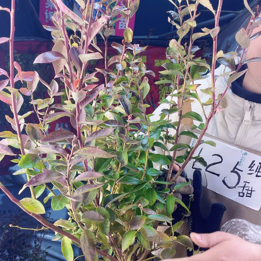 完全开放大果纯甜可口蓝莓