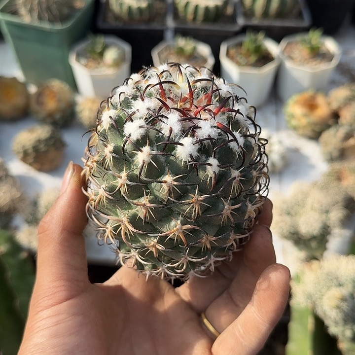 钢钉仙人球苗姐无根