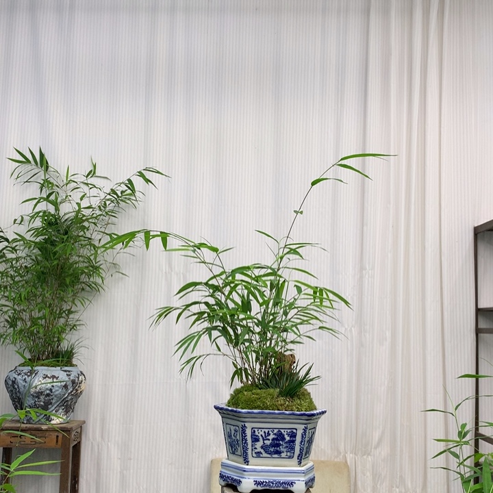 竹子绿植花卉植物