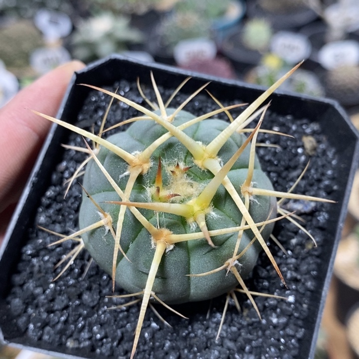 实生超刺天平203号4.2cm