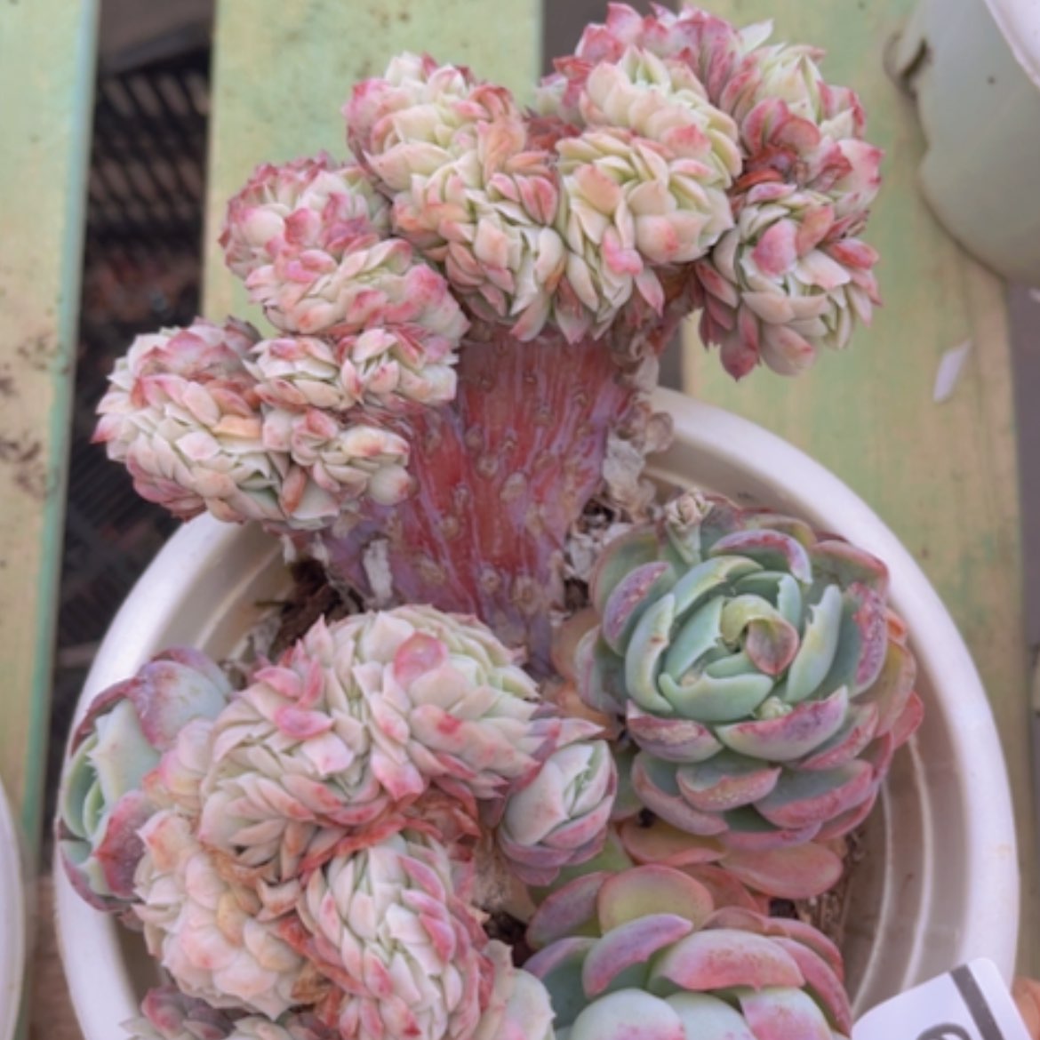 【闪购商品】贝瑞缀04209