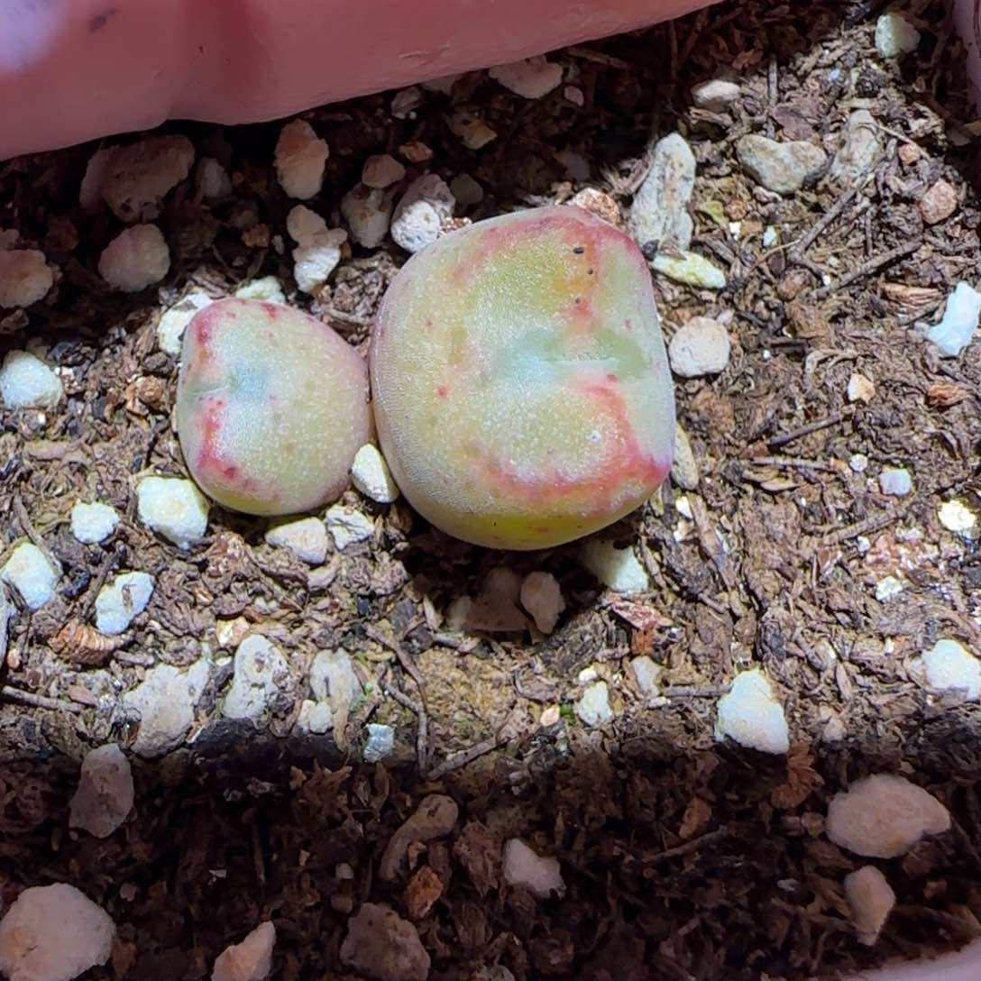 肉锥多肉植物百科-红线元宝509