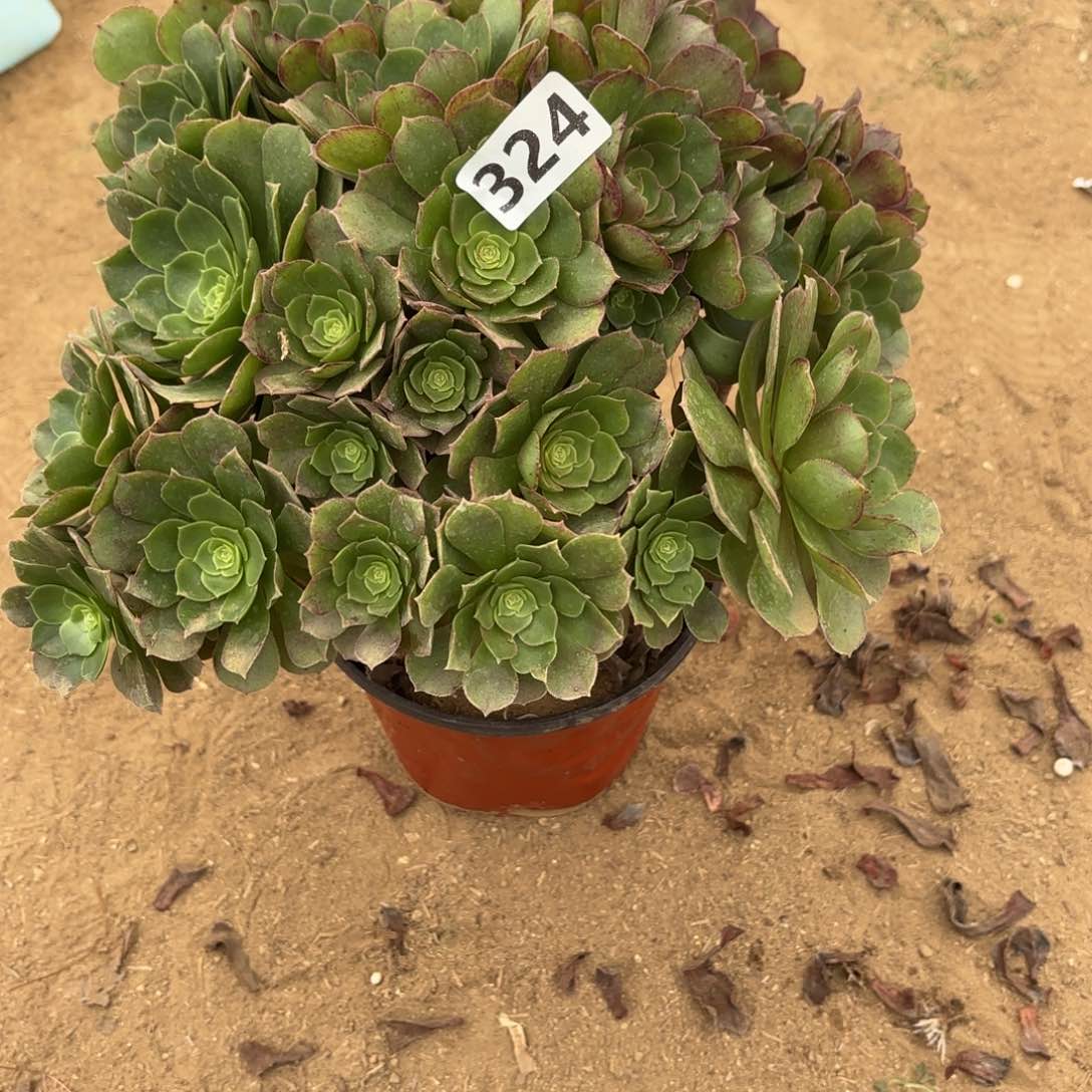 心*324万圣节掐心多肉不包损