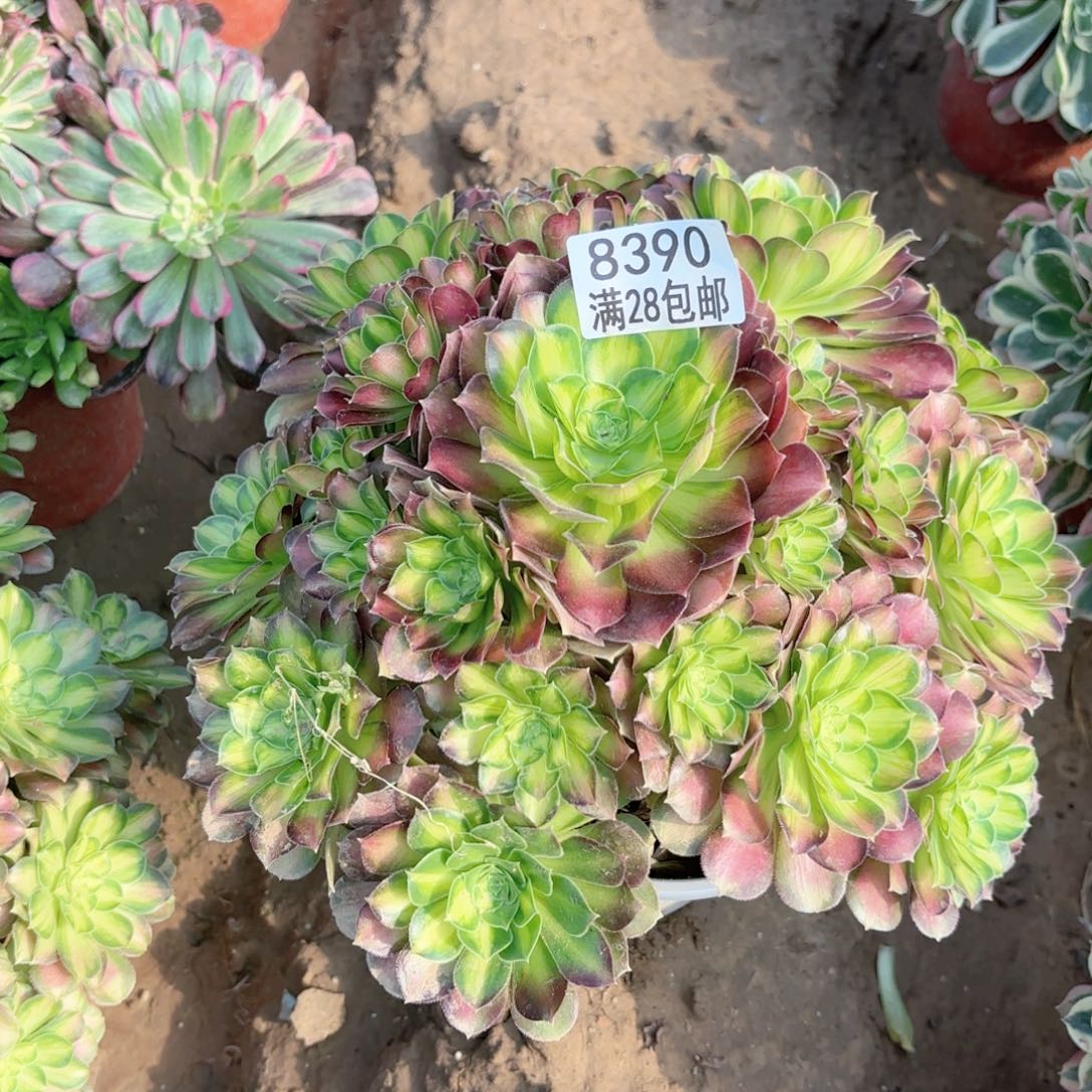 8390韶华多肉1111