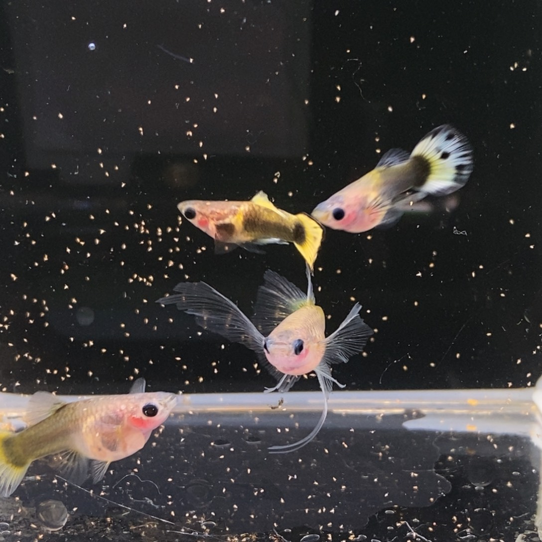 孔雀鱼小太阳c一对普通一对