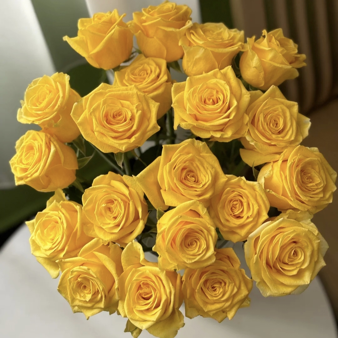 20枝金枝玉叶单头玫瑰  【2单送配草3单送花瓶】云南鲜花水养