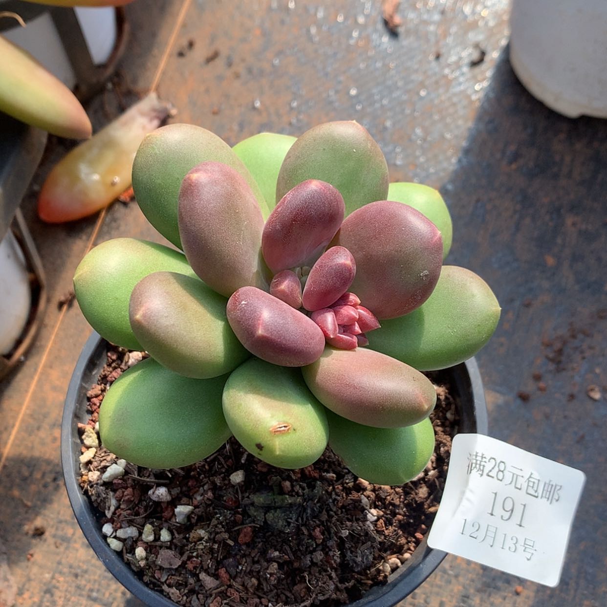 【闪购商品】云191号芒果奶